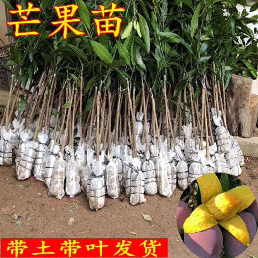 灵山县 芒果树苗南方果树苗盆栽四季芒果苗嫁接庭院地栽水果苗红贵妃