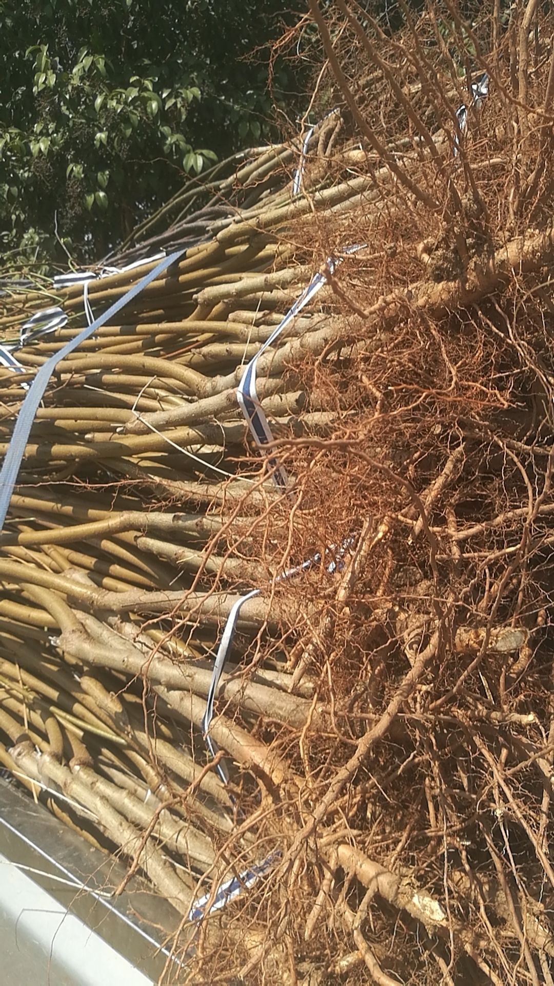 映霜红桃苗   新品种桃苗  桃树苗