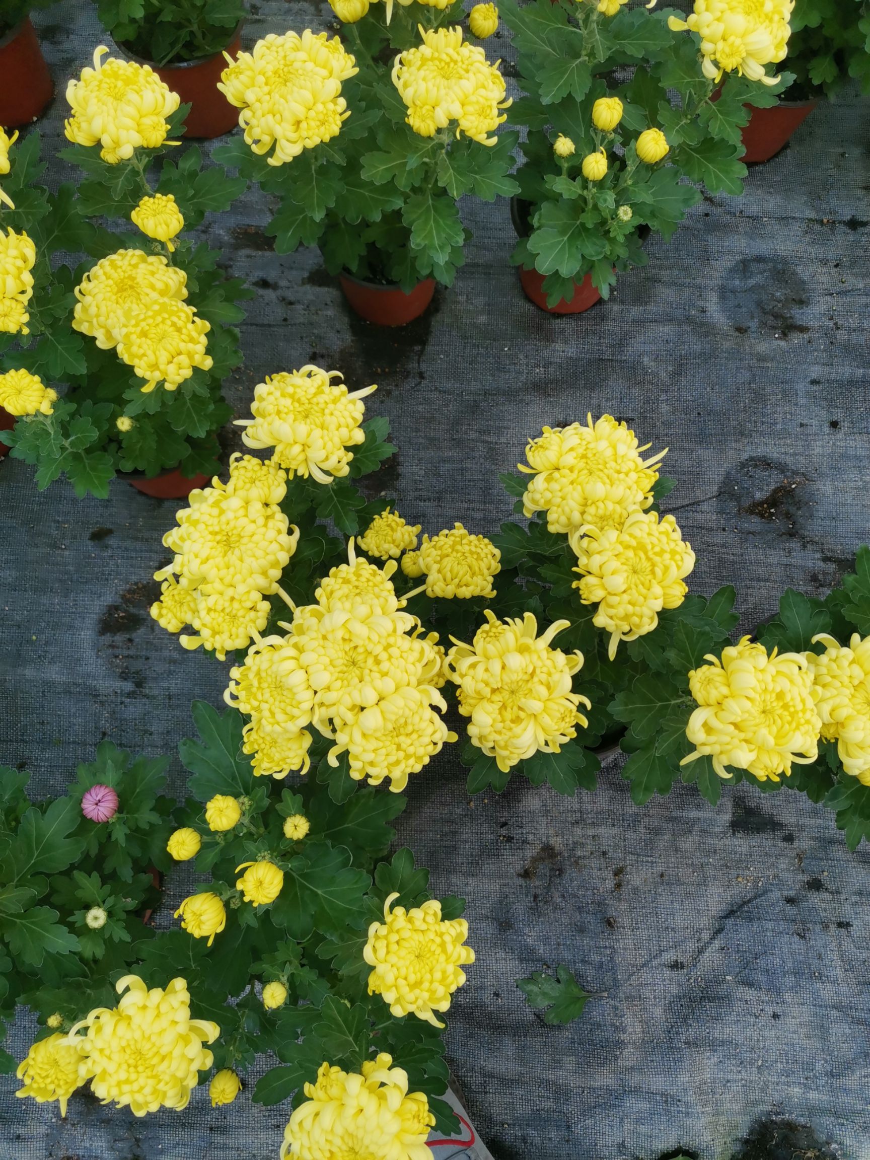 黄白菊花批发基地图片