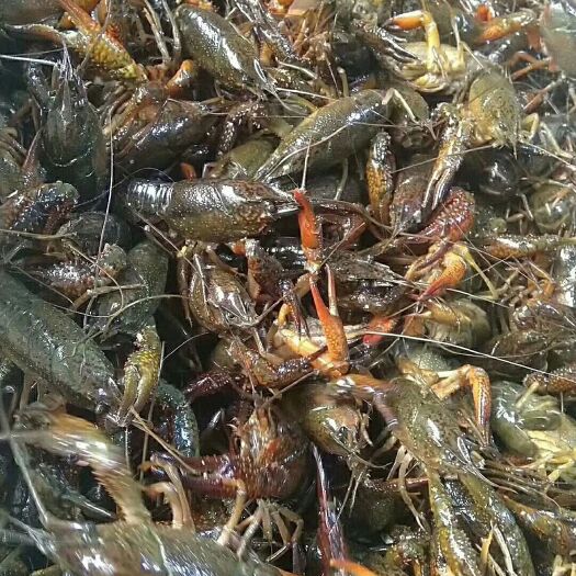 潜江市 5月16日潜江小龙虾批发价格小青中青大青小红中红大红