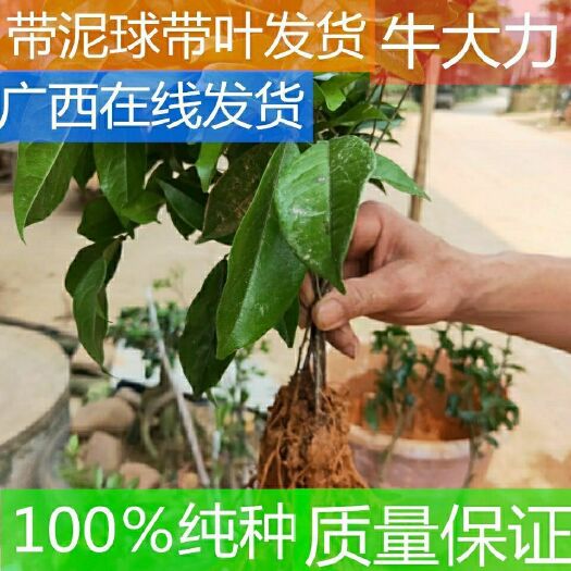 灵山县 广西牛大力苗牛大力暑种苗中小叶牛大力苗地栽种植苗