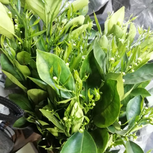 简阳市红肉脐橙苗 塔罗科血橙苗