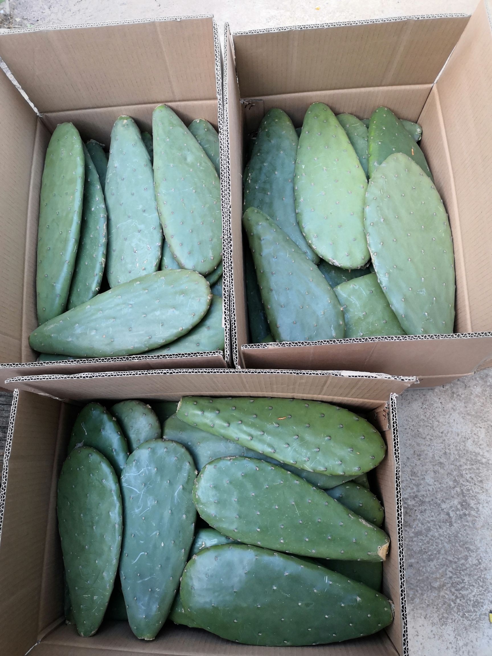 仙人掌嫁接苗30~40公分