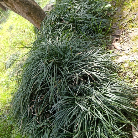 利川市 长期批发绿化麦冬草，桂花树，银杏树