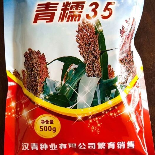 青縣高粱種子  青糯35高粱種