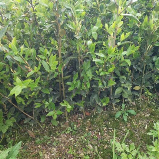 灵山县油茶树苗  杯苗，嫁接油茶苗，高产软枝油茶苗，基地直销。