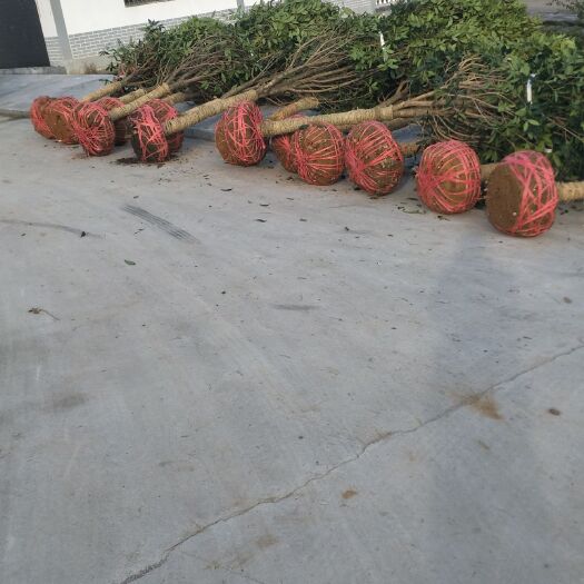 余庆县 出售各种规格桂花树
