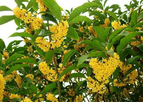 桂花树苗  金桂花苗，包邮包邮