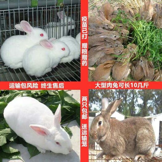 新沂市 新西兰比利时青紫蓝肉兔 种兔批发，包活包技术