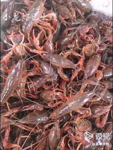 常德 供应清水小龙虾