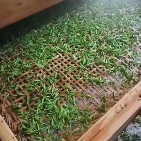 恩施玉露 明前玉露