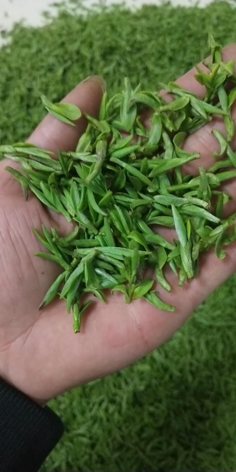  特级 乌牛早茶~