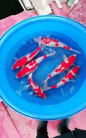 故城县锦鲤鱼苗  锦鲤 锦鲤观赏鱼鱼苗