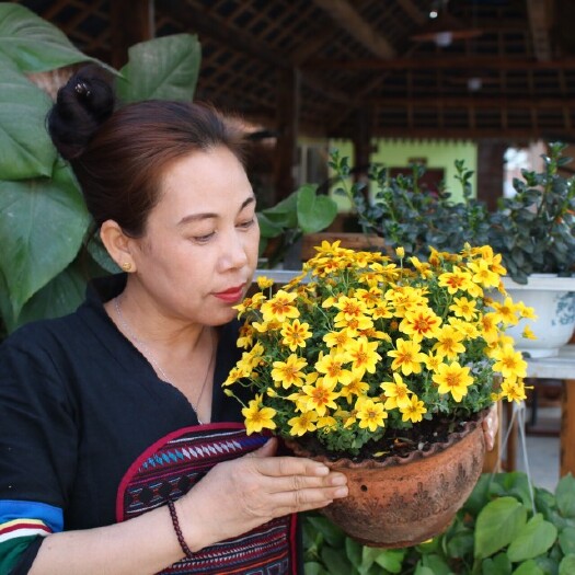 勐海县云雾茶 云南西双版纳勐海茶