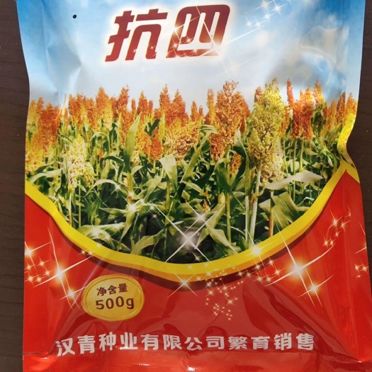 青县抗四高粱种  高产，杂交，抗性好