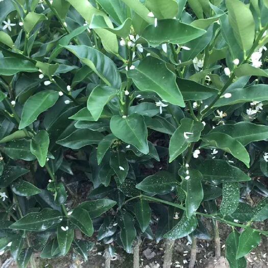 灵山县茂谷柑苗 茂谷柑果树苗