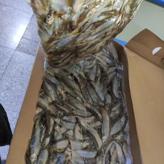 济南冻多春鱼  多春鱼