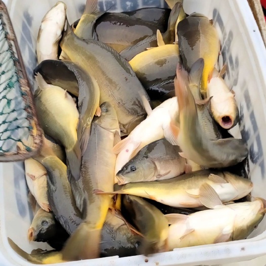 湄潭县 鲤鱼