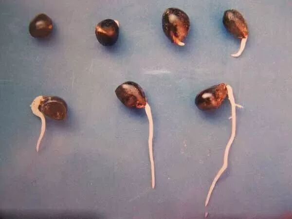 亳州 白芍种子，药都亳州当地产，通货还有两万斤