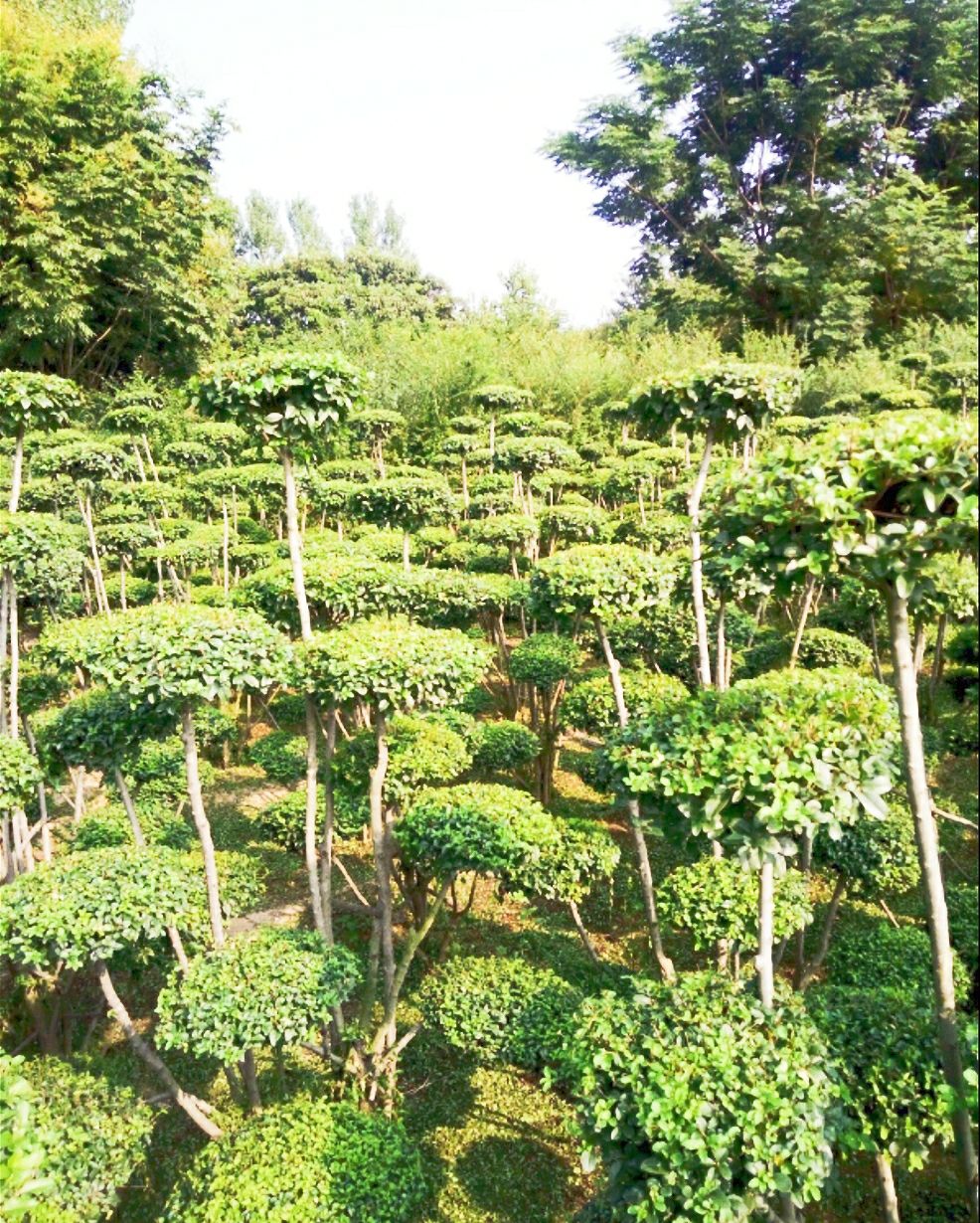 造型女贞树 小叶女贞造型，云片10个左右，多年的精品造型苗木