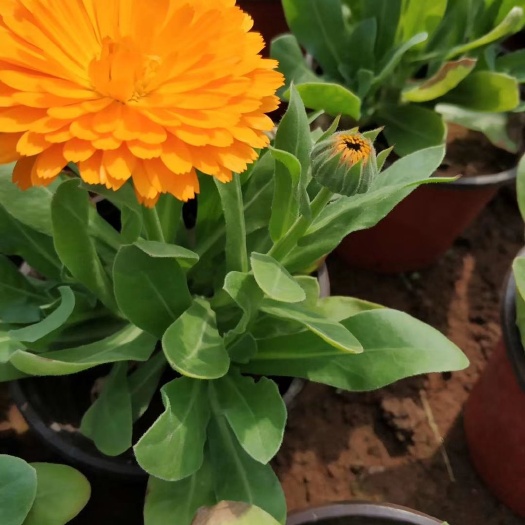  金盏菊 菊花 观花植物 绿化植物