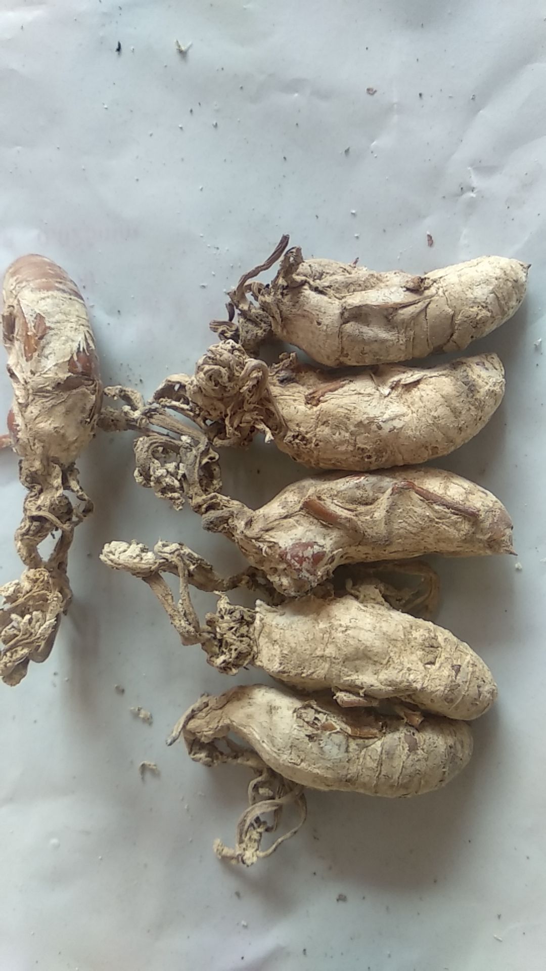  金蝉花，质量保证，色泽度好，精选货