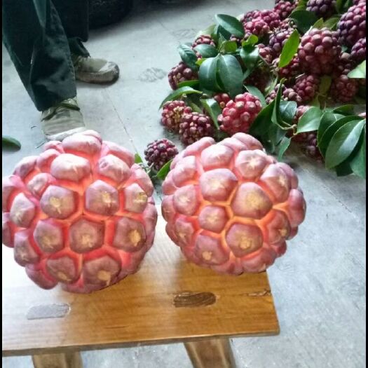通道县粉红黑老虎苗