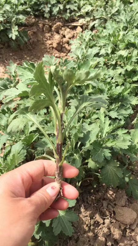 婺源皇菊苗基地一手货源免费技术指导签订回收合同。