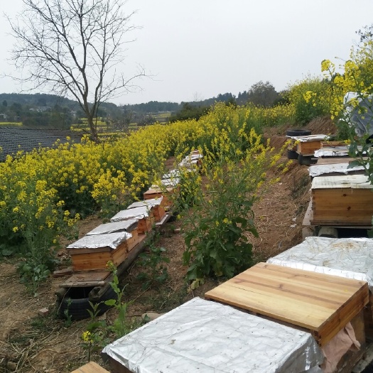 绵阳中华蜜蜂  蜜蜂中蜂土蜂蜂群400箱 四川绵阳 技术交流