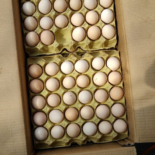成都 新到初生蛋