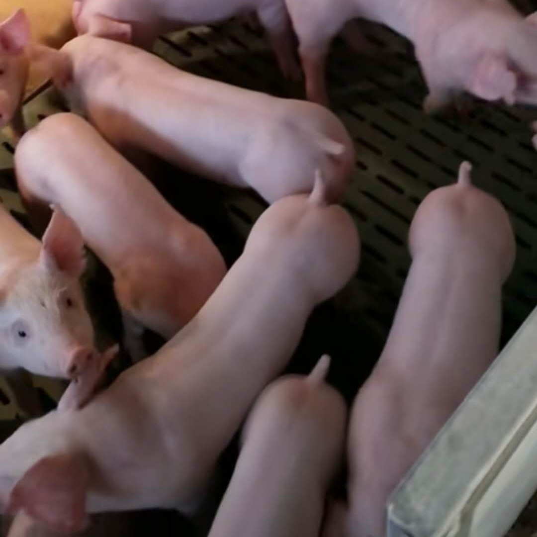 纯种二元母猪苏太母猪太湖母猪杜洛克种猪大约克母猪长白母猪