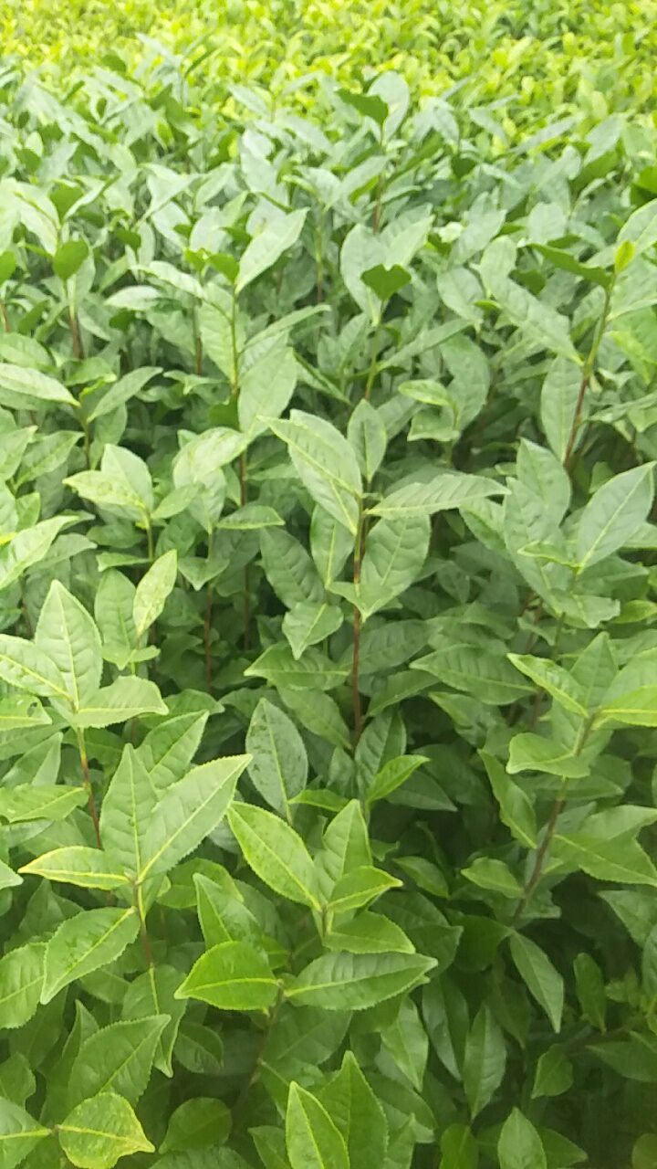 雅安无性系良种茶苗 出售优质绿茶苗，品种纯度，诚信经营，