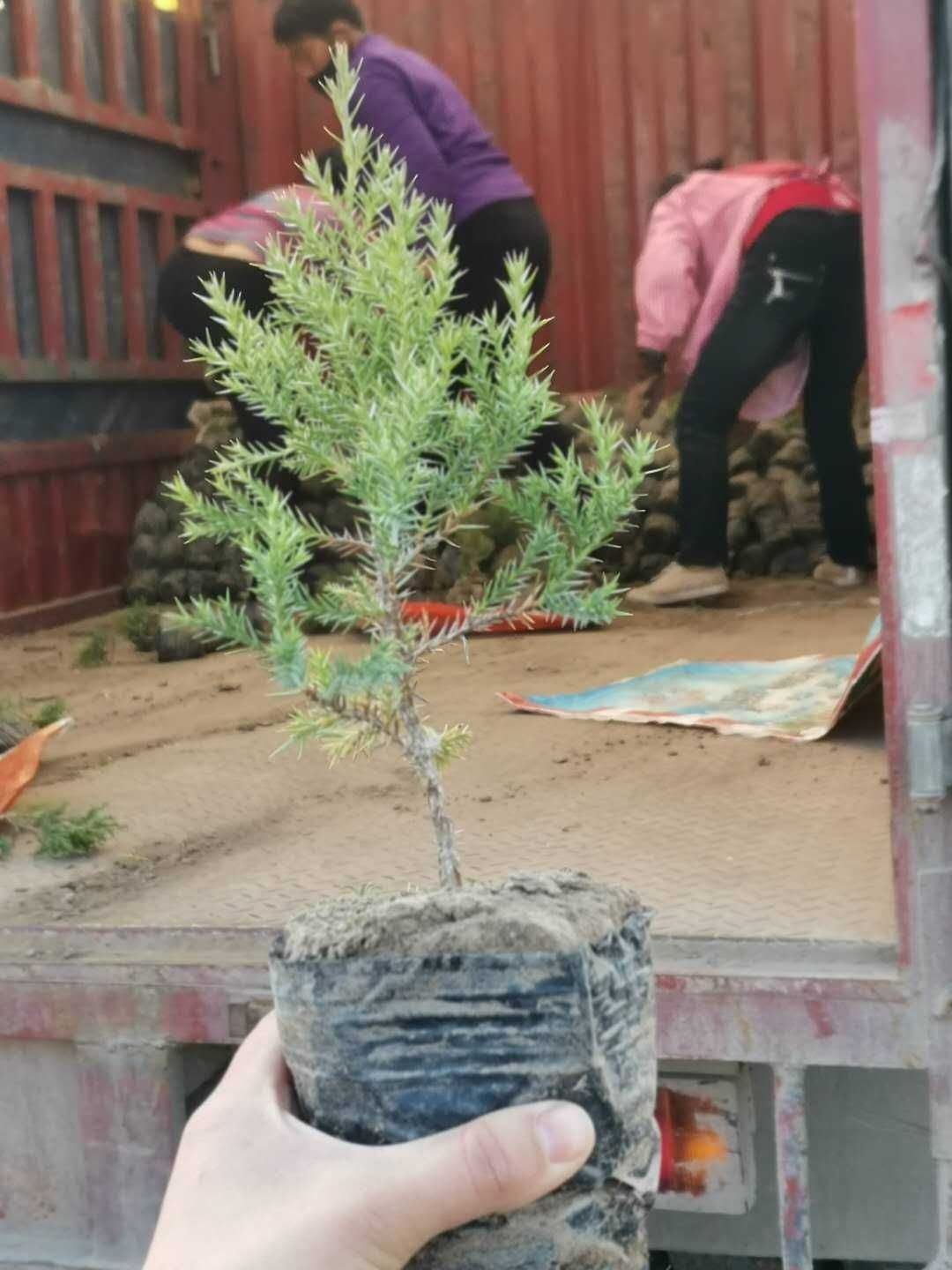 望都塔桧 刺柏 圆柏 侩柏 塔柏 望都侩