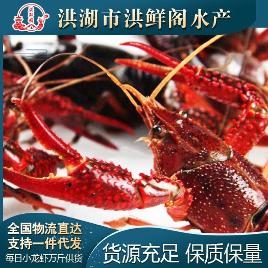 洪湖精品清水小龙虾，规格齐全，底板干净，肉质饱满