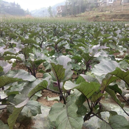 兴义市今年的小瓜，茄子上市了，需要的老板联系我。