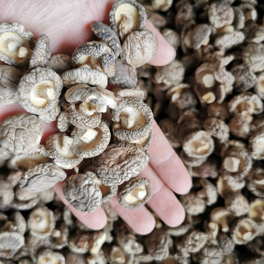 光面菇  香菇   黑面A3   2-2.5    精选菇