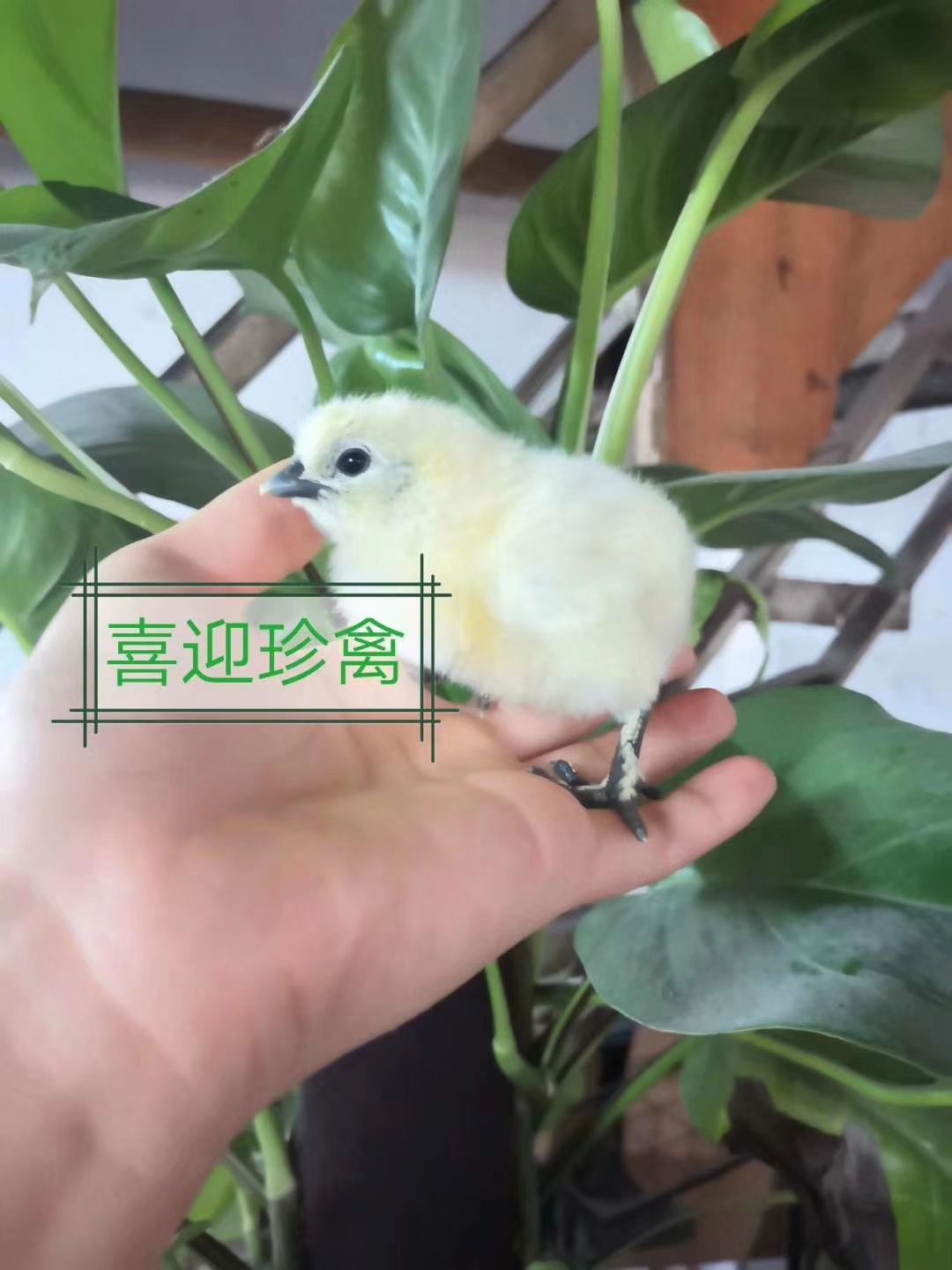 乌骨鸡苗  大种竹丝鸡苗！广东本地苗！包邮包路损！