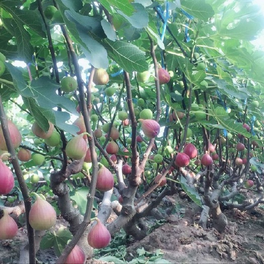 绛县青皮无花果树苗 无花果树