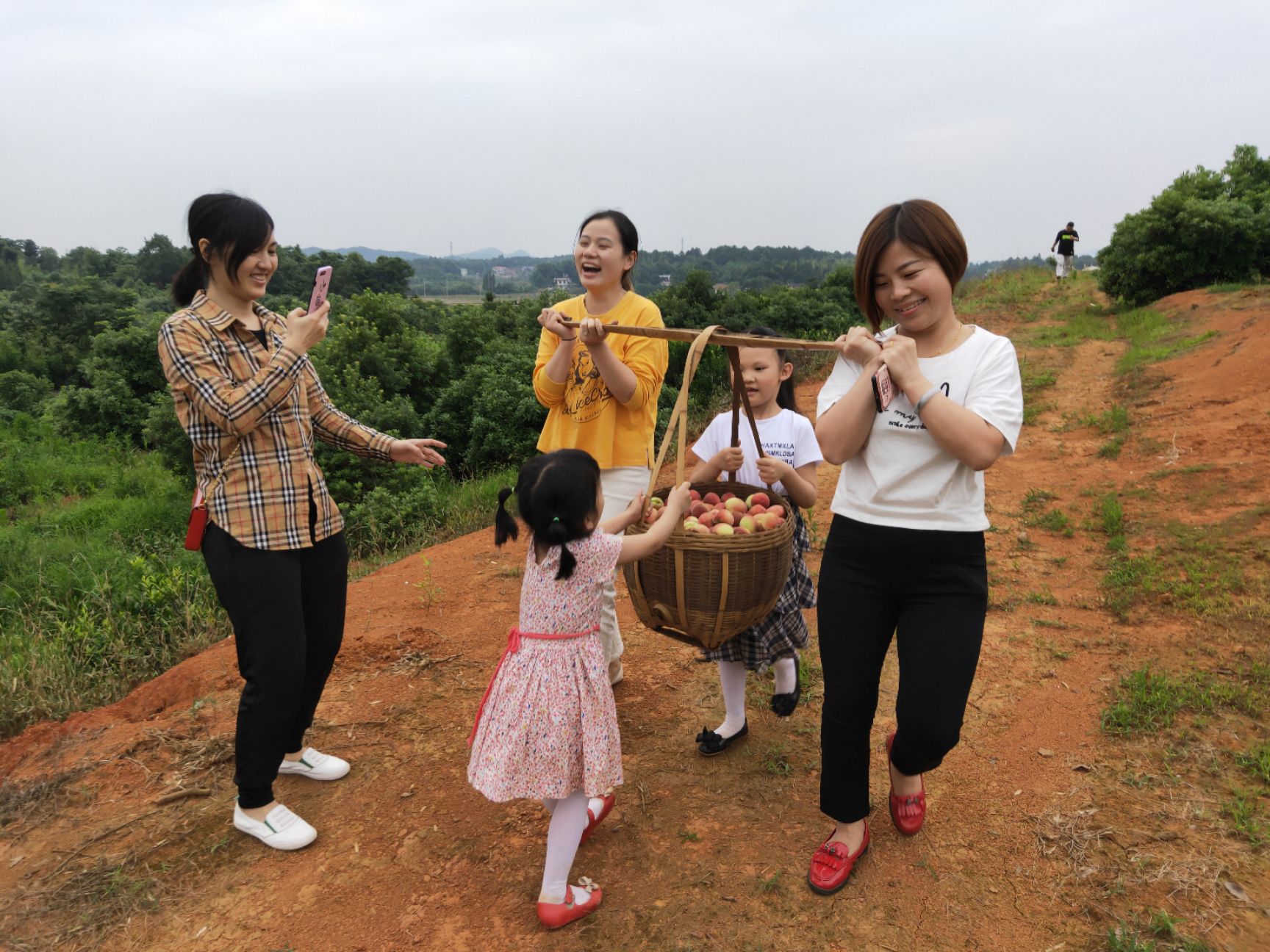 东魁杨梅  宁乡花明楼百亩乌梅基地