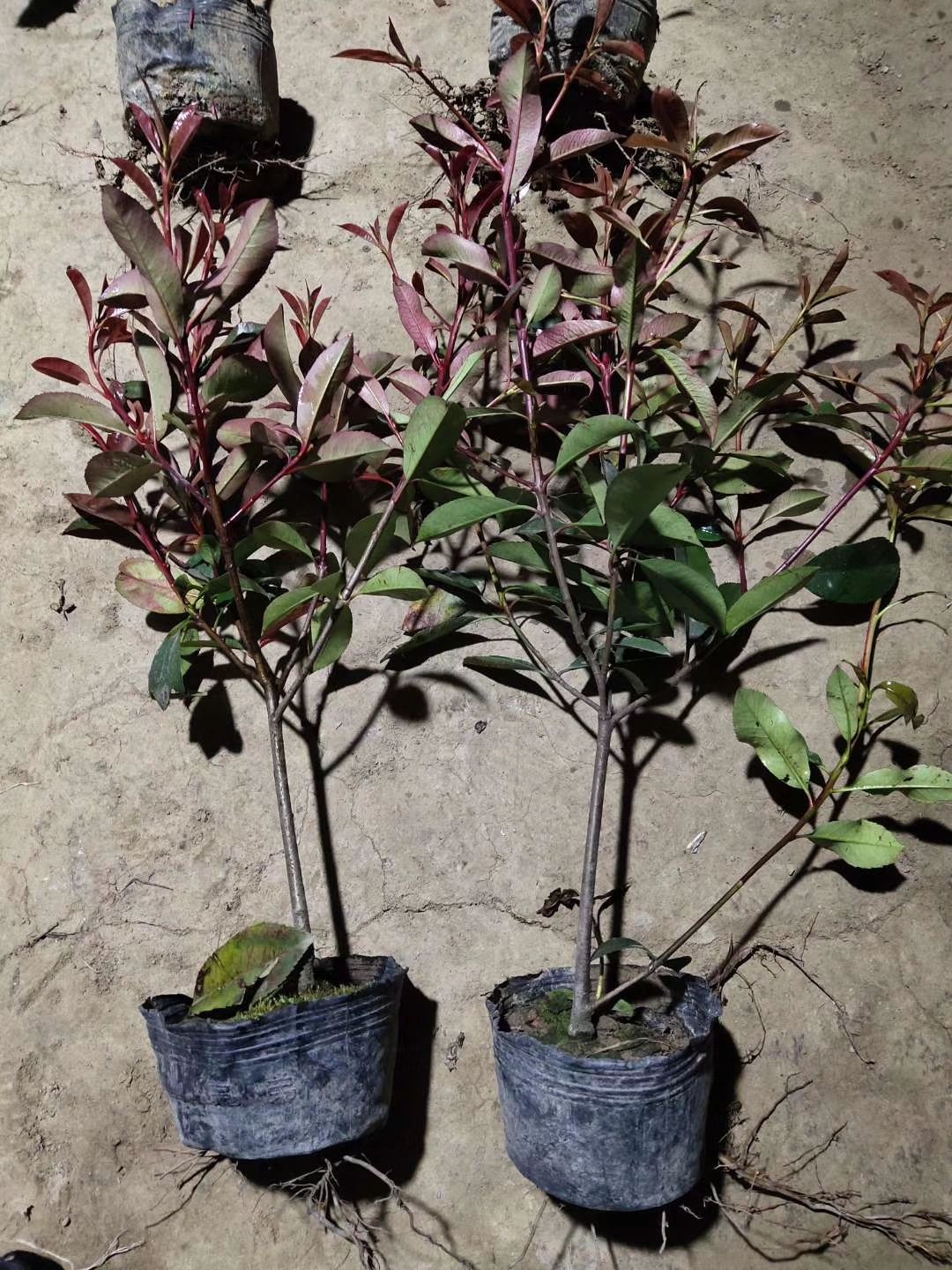 各种规格红叶石楠球工程苗批发零售