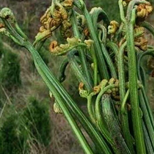 蒙自市 蕨菜