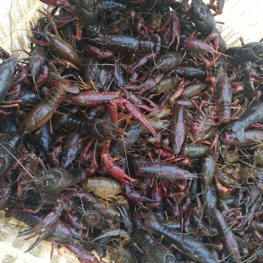 无为市 龙虾