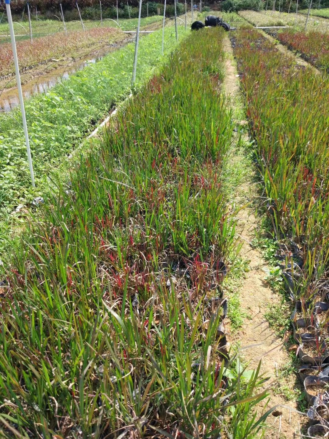  日本血草  基地直供  绿化工程袋苗  大量优质现货