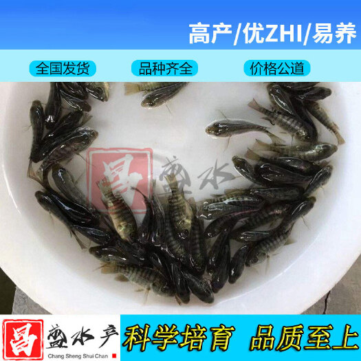 广州 【基地直供】优质罗非鱼苗 高雄性罗非鱼苗 福寿鱼苗 新吉富