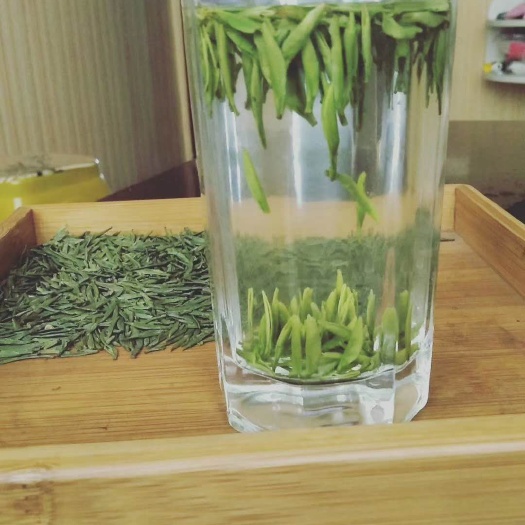 湄潭县 湄潭翠芽