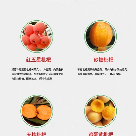 灵山县 新品特大枇杷苗嫁接枇杷树苗南北方四季种植易活地栽果树