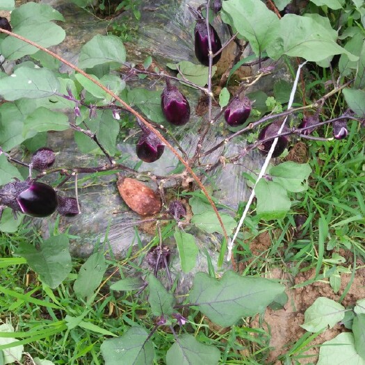罗甸县紫光圆茄 20cm以下 圆茄
