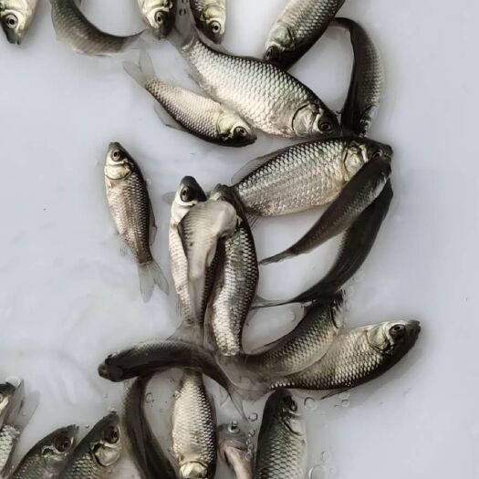 博罗县 大量出售以上各种鱼苗