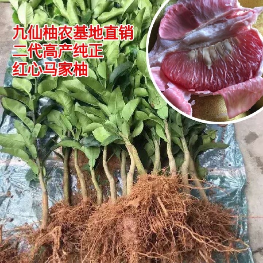 上饶 正宗江西广丰马家柚苗红心柚子 包邮 红心 2代高产3年苗