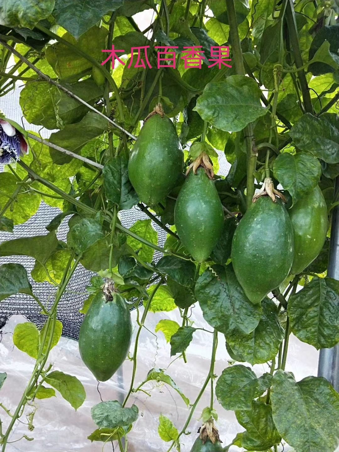  黄金百香果苗    芭乐味   纯甜